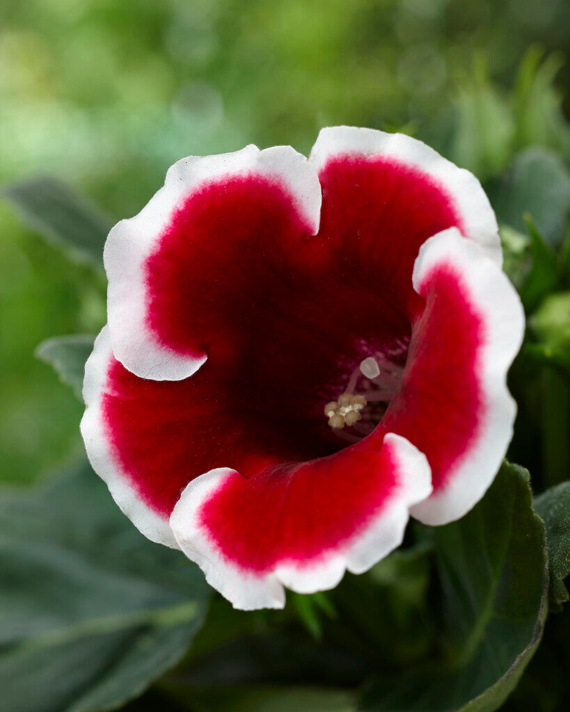 Gloxinia Kaiser Friedrich 1-pakning